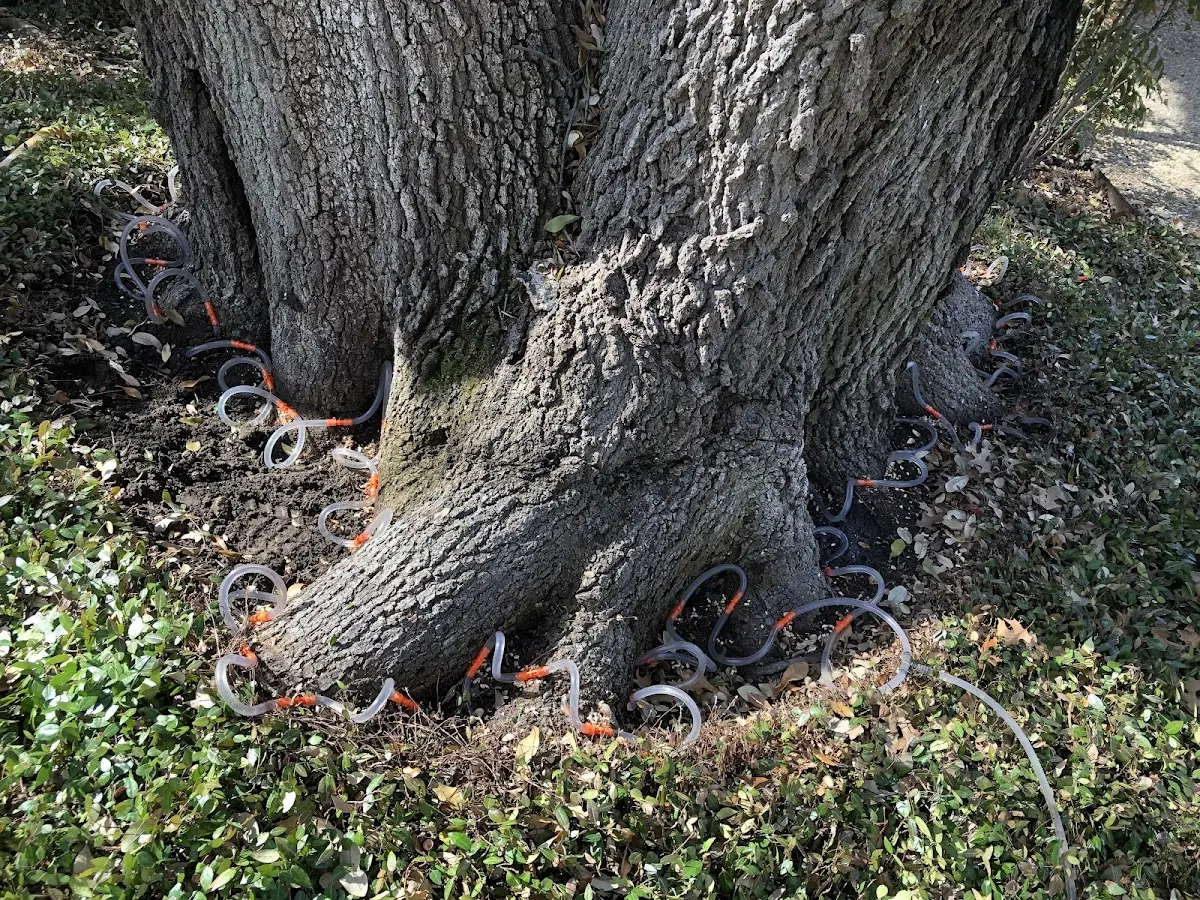 Detailed Tree Cabling and Bracing job site in Williams