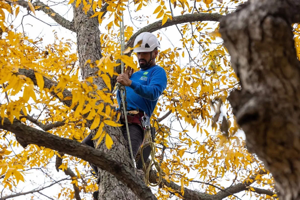 Skilled Storm Damage Cleanup crew working in Williams