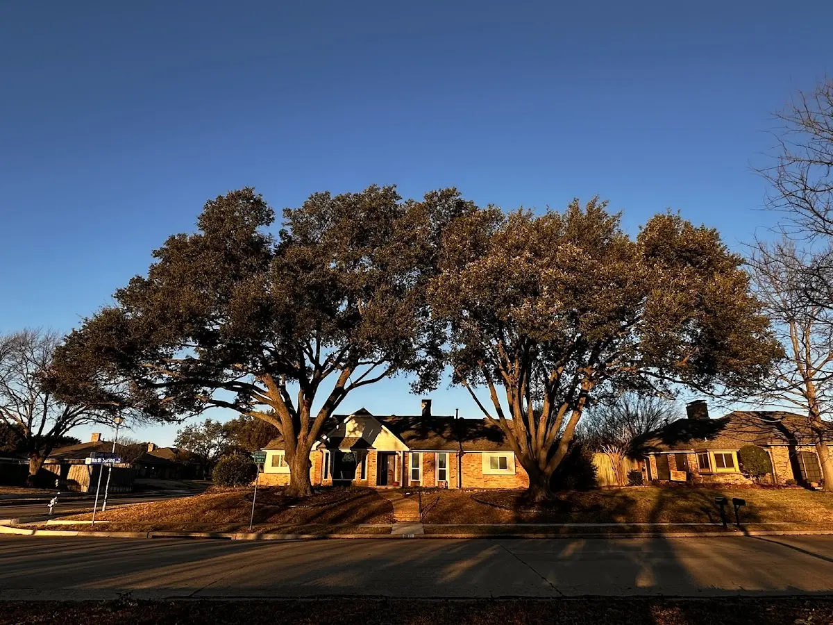 Established residential canopy tree shading a home in Williams